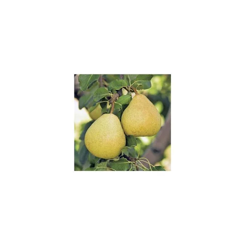 Les incontournables du jardin:Poirier Delbardelice ® Delété. En racine nue, forme 1/2 tige calibre 6/8