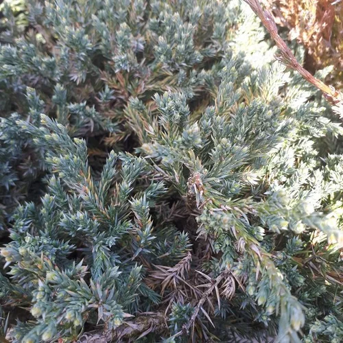 Bien pour le jardin:Juniperus Squamata Blue Carpet bleu 30/40 cm en pot de 3 L