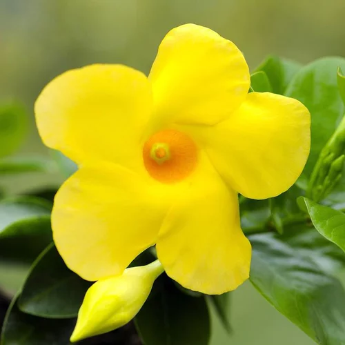 Une touche pratique au jardin：Dipladénia jaune palissé - Le pot de 2 litres