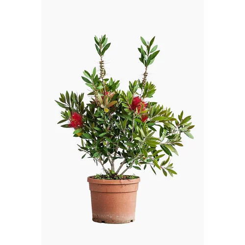Jardin & loisirs:Callistemon Citrinus Splendens – Pot de 5L