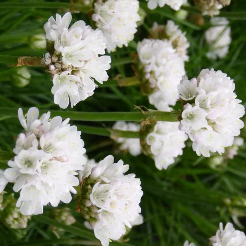 Pour le jardin:Armeria Alba (Œillet marin ou Gazon d'Espagne) à fleurs blanches - Le pot de 9 x 9 cm