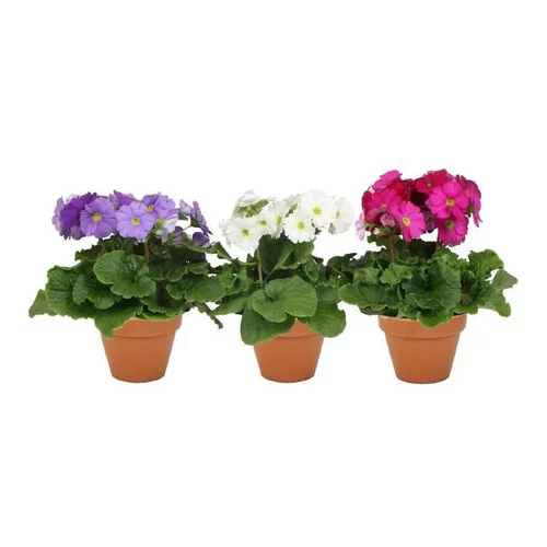 Sélection maison:Primula Obconica - Le pot de 13 cm