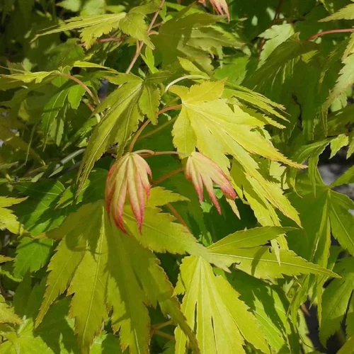Pour créer votre espace extérieur:Érable du Japon greffé Ueno Yama vert. Le pot de 3 litres