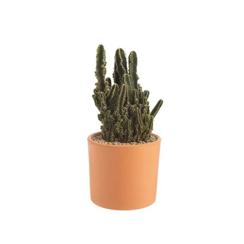 Pour créer votre univers jardin:Cactus mix en pot terre cuite Ø 20 cm