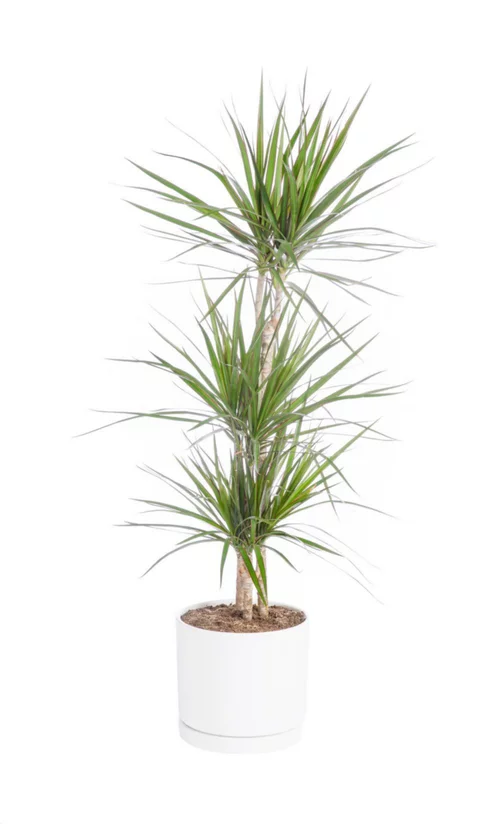 Déco jardin:Dracaena marginata 3 pieds vert en pot blanc émaillé botanic®. Le pot Ø 24 cm