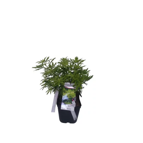Pensé pour vos extérieurs：Oranger du Mexique Ternata Goldfingers en pot de 5 litres