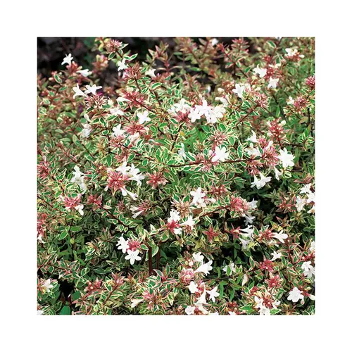 Pour tous jardins:Abelia Grandiflora sparkling silver en pot de 3 litres