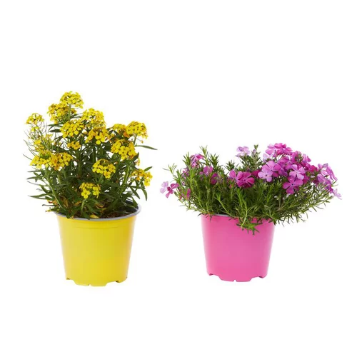 Une sélection pensée pour l’extérieur:Plantes vivaces variées - Le pot de 1 litre