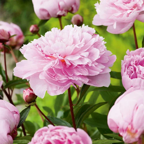 Essentiel pour le jardin:Pivoine Sarah Bernhardt - Le pot de 2 litres