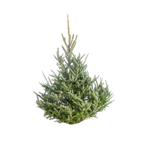 Un atout pour le jardin：Sapin de Noël naturel coupé Fraseri - de 150 à 175 cm
