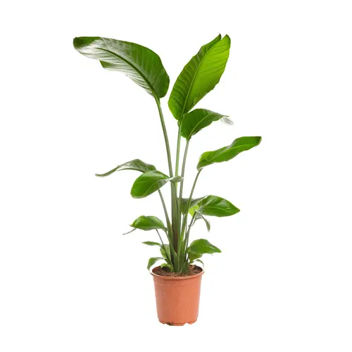 Extérieur accessoire：Strelitzia Reginae ou Oiseau du Paradis orange en pot de 9 L