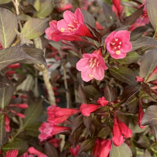 Confort nature：Weigela Florida Alexandra touffe. Le pot de 4 litres