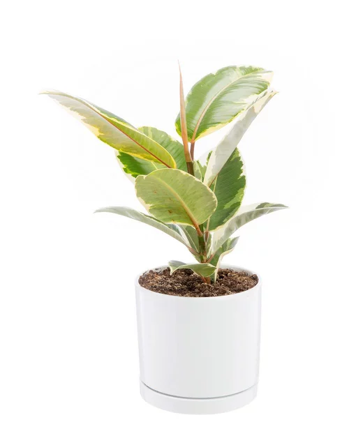 La solution pour votre jardin：Ficus elastica Tineke vert en pot blanc émaillé botanic®. Le pot Ø 18 cm