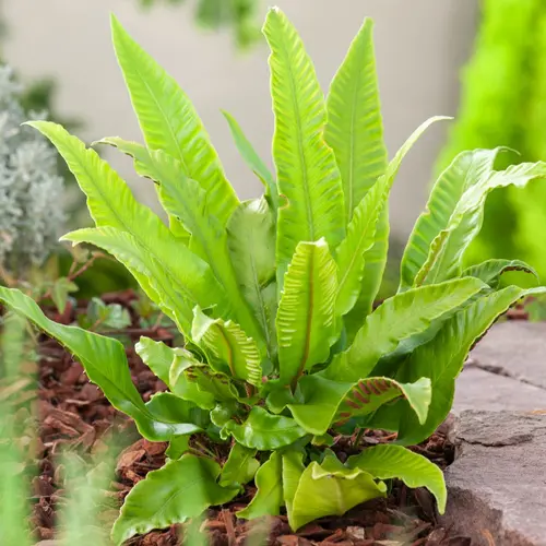 Solution pratique:Fougère Asplenium scolopendrium - Le pot de 2 litres