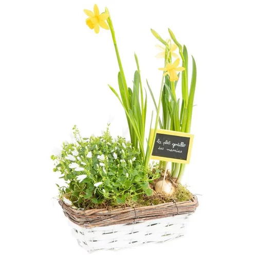 Pour tous les jardins:Composition en jardinette de campanules et narcisses - La coupe en osier