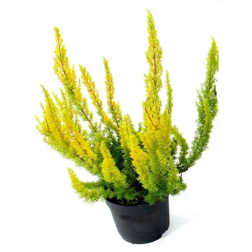 Pour vos projets jardin:Erica arborea - Le pot de 10.5 cm