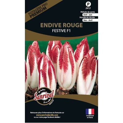 Graines potagères premium endive rouge festive