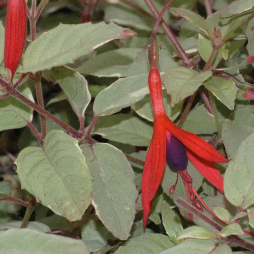 Le pratique pour l’extérieur:Fuchsia panaché rose en pot de 2 L