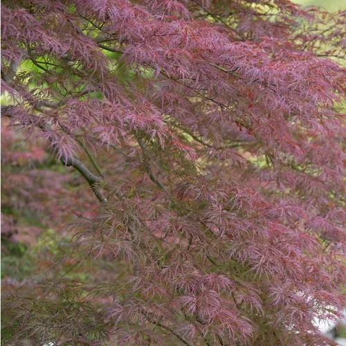Choix utile：Érable du Japon Dissectum Garnet rouge. Le pot de 15 litres