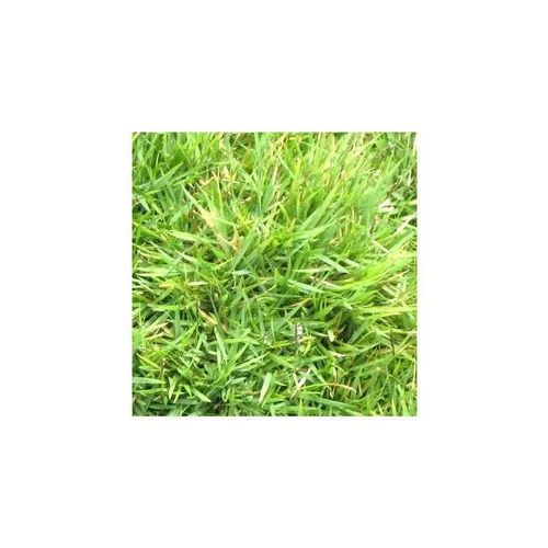 Pour mieux équiper votre jardin:Zoysia Tenuifolia - Le pot de 10,5 cm