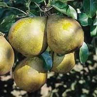 Pratique au jardin:Poirier Général Leclerc. Le pot de 10 litres forme gobelet