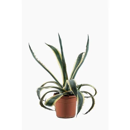 Pour personnaliser vos extérieurs：Agave Americana Variegata (Agave d’Amérique panaché) en pot de 6 L jaune