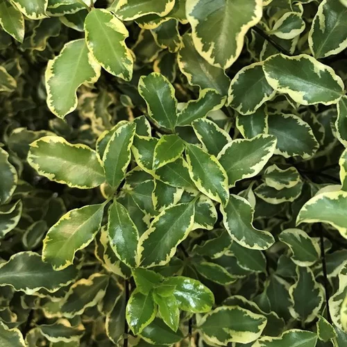 Utile jardin：Pittosporum Tenuifolium varié. Le pot de 3 litres