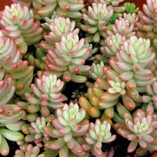 Pour tous les jardins:Sedum X Rubrotinctum - Le pot de 9 x 9 cm