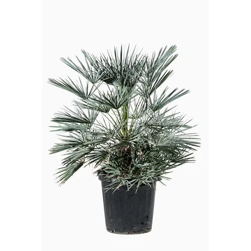 Pour valoriser votre jardin：Chamaerops Cerifera en pot de 30 L vert