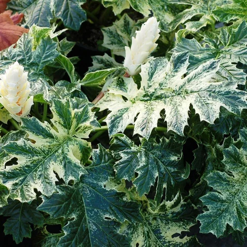 Style extérieur：Acanthus 'Whitewater'®. Le pot de 3 litres