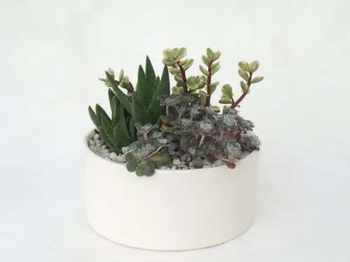 Pour mieux aménager vos extérieurs：Composition de cactus. La coupe en céramique
