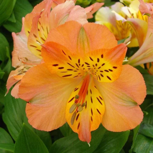 Jardin actuel：Alstroemere - Le pot de 7,5 litres