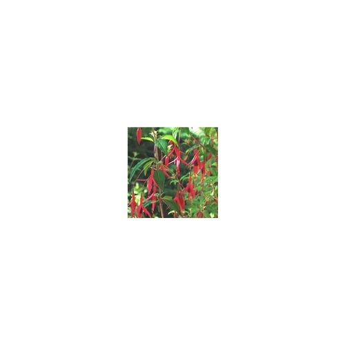 Un choix malin pour le jardin:Fuchsia vivace - Le pot de 5 litres