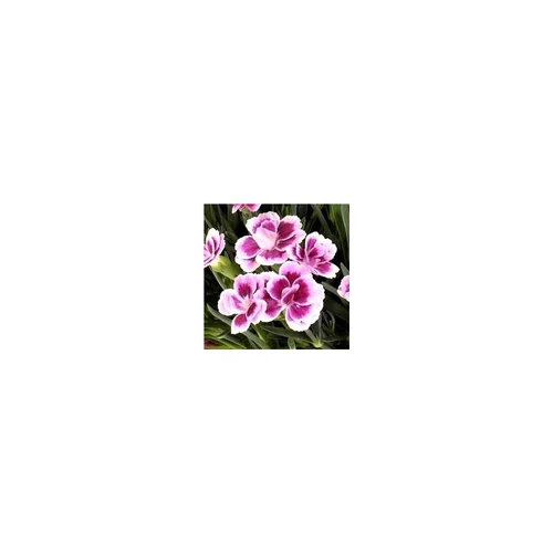 Inspiration jardin：Dianthus Pink Kisses - Le pack de 4 plants