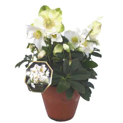 Déco extérieur：Hellébore Niger ou Rose de Noël - Le pot de 30 cm
