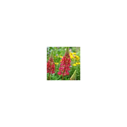 Jardin chez vous：Lupin - Le pot de 4 litres