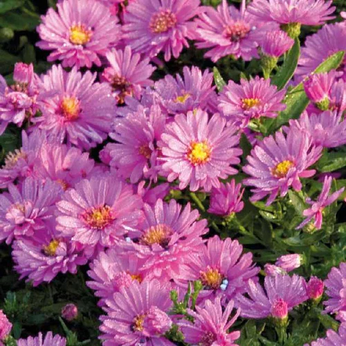 Bien pratique au jardin:Aster Haut Aut - Rose - Le pot de 9 x 9 cm