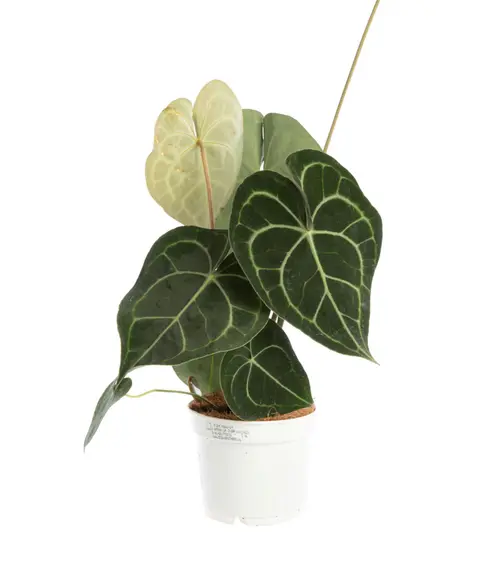 Extérieur essentiel：Anthurium Clarinervium vert. Le pot Ø 17 cm