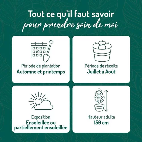 Pensé pour le jardin:Myrtille Elisabeth Bio. Le pot de 2 litres