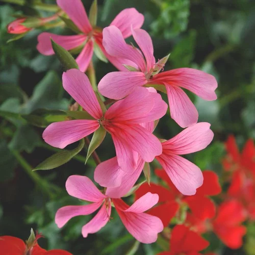 Le compagnon de vos extérieurs:Geranium L.S - La suspension
