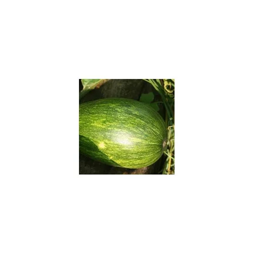 Jardin en pratique:Courge Sucrine Bio. Le pot de 10,5 cm