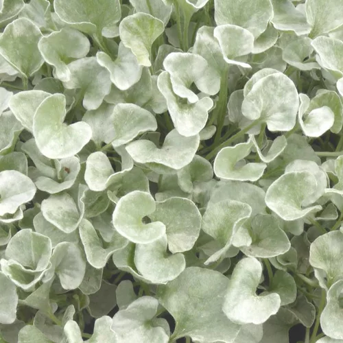 Jardin déco：Dichondra Sylverfall - La suspension