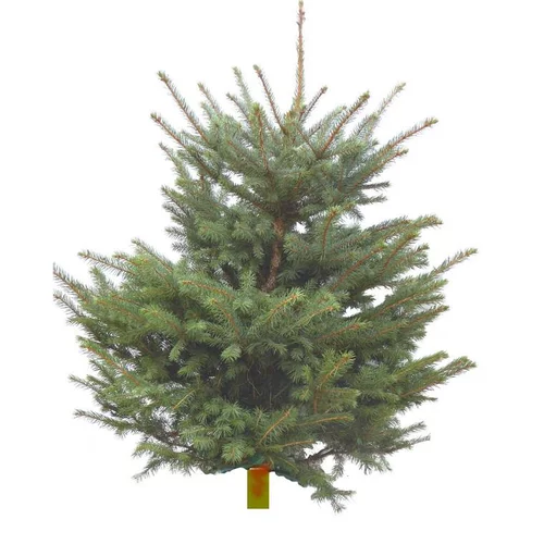 Pratique extérieur:Sapin de Noël naturel coupé Pungens - de 120 à 150 cm