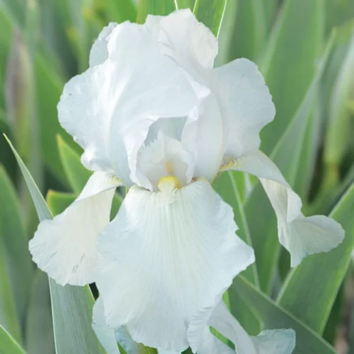 Mieux dehors：Iris des jardins Glacier - Le pot de 1 litre