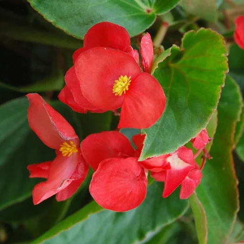 Utile extérieur：Bégonia Dragon Wing à fleurs rouges - Le pot Ø 13 cm