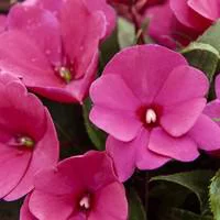 Jardin actuel：Impatiens de Nouvelle Guinée - Le pot de 10.5 cm