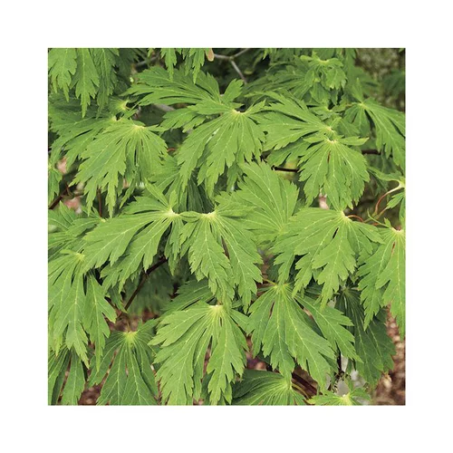 Style pour le jardin:Erable du Japon (ACER JAPONICUM ACONITIFOLIUM ) Le pot de 15 litres