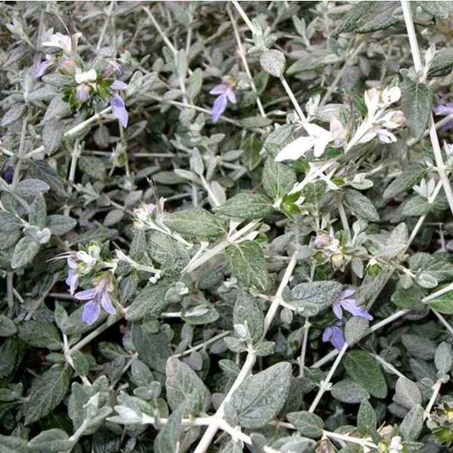 Univers végétal:Teucrium (Germandrée) en pot de 5 L bleu