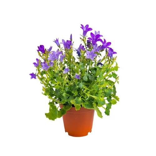 Jardin accessoire:Campanule mix Ø 6cm