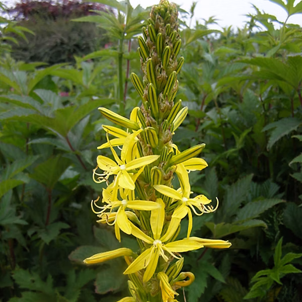 6 x Bâton de Jacob – Asphodeline Lutea, godet 9cm x 9cm